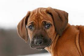 Rhodesian ridgeback welpen black und livernose. Rhodesian Ridgeback Welpen Tipps Tolle Fotos Die Tierexperten