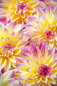 Bright yellow kowhai and cerise campanulata cherry at auckland botanic. Dahlia Flowers In A Still Life Beautiful Flowers Plants Amazing Flowers