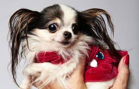 Smallest Dog Living 4 Inches Tall Small Dogs Dogs Chihuahua Dogs