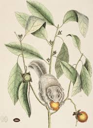 Image result for Diospyros sp. no. 1 sensu FZ