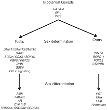 Image result for Sexual Development