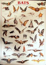 Types Of Bats Chiroptera Animal Education Poster 27x39 Bananaroad Animal Posters Animals Chiroptera