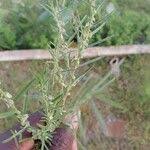 Image result for Polygala erioptera