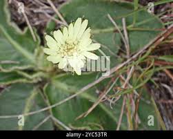 Image result for Gerbera piloselloides