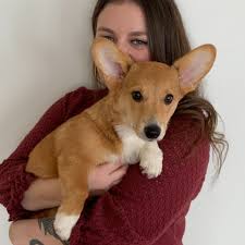 Fundraiser by Alexis Litke : Help save Max, the Corgi, after a car accident!