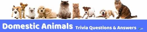 Buzzfeed staff if you get 8/10 on this random knowledge quiz, you know a thing or two how much totally random knowledge do you have? 99 Animal Trivia Questions And Answers Group Games 101