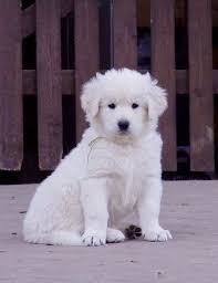 Valika Top Dog Breeds Puppies Animals