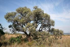 Image result for Ozoroa pwetoensis