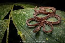 Image result for Imantodes chocoensis