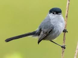 Image result for Galopina circaeoides