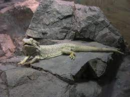 Cave crickets, camel crickets, spider crickets, mormon crickets, jerusalem crickets, house crickets, field crickets, and sand treaders. Pogona Wikipedia