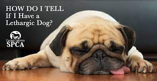 How Do I Tell If I Have A Lethargic Dog