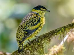 Image result for Ampelocissus abyssinica