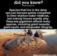 Pin By Nitza I Marin On Dyk Animal Facts Creepy Facts Wtf Fun Facts