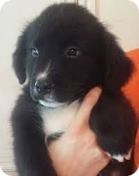 The golden is believed to have originated in the highlands of scotland during the 18th century. Southington Ct Golden Retriever Terrier Unknown Type Medium Mix Meet Tristin A Puppy For Adoption Puppy Adoption Golden Retriever Pet Adoption