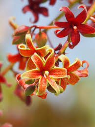 Image result for Sterculia subviolacea