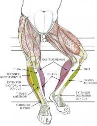 Because the leg has many different muscles, it is vulnerable to several different types of muscle strains. Isskalauti Isankstinis Nusistatymas Iskraipymas Leg Muscle Groups Cekirdekguc Com
