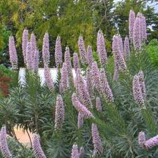 Image result for Baissea viridiflora