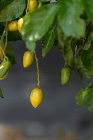 Image result for Clausena lansium