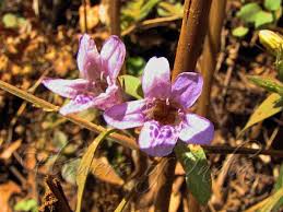 Image result for Dyschoriste transvaalensis