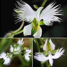 Pin By Debbie Kohl On Cvety Ghost Orchid Orchid Flower Orchids