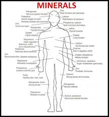 Macro And Micro Nutrients