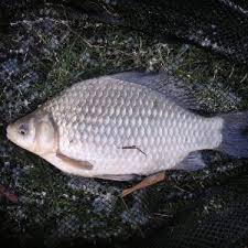 Giebel Angeln Tipps In 2020 Angeln Karpfenfischen Karpfen