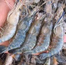 634 resep udang galah ala rumahan yang mudah dan enak dari komunitas memasak terbesar dunia! Udang Galah Viral Rm1 Jb Photos Facebook