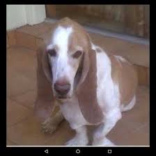 Browse healthy akc, aca, and apri and puppies available. Huckleberry Hound Dog Rescue Of El Paso Home Facebook