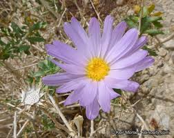 Image result for Xyris asterotricha