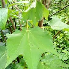 Image result for Triumfetta cordifolia