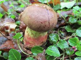 Image result for Boletus speciosus