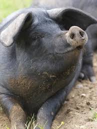 9 Pigs Who Are So Glad You Stopped By In 2021 Pig Cute Animals Baby Pigs