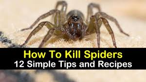 Basically, anything with a strong odor can turn ants away. 12 Simple Ways To Kill Spiders