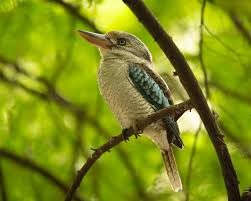 Image result for Burttia prunoides