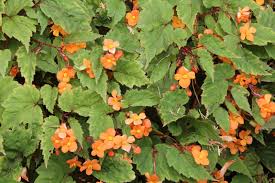 Image result for Vernonia sutherlandii