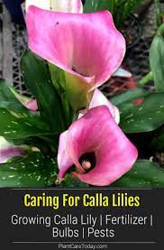 Growing Calla Lilies Tips On Calla Lily Plant Care In 2021 Lily Plants Lily Plant Care Calla Lily
