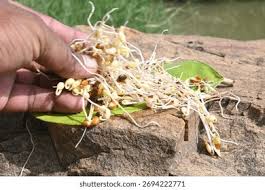Image result for Macrotyloma uniflorum