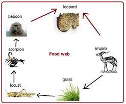 An example of a forest food web includes plants and fruit eaten by a mule deer. Food Web Biology Notes For Igcse 2014