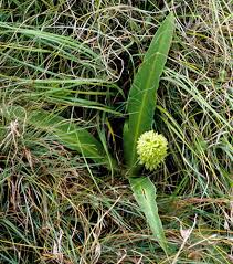 Image result for Hesperantha longicollis