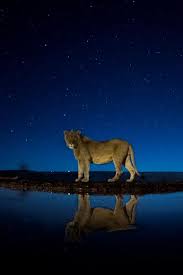 Stunning Portrait Of Wild Animals At Night Wild Animals Pictures African Lion Animals Wild