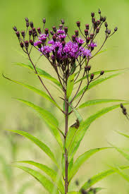 Image result for Vernonia lasiopus
