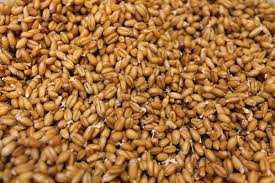 Amish Organic Sprouted Spelt Grain Berry