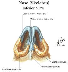 It provides conditioned air for respiration, serves the sense of smell, and. Anatomy Of The External Nose Nose Anatomy Anatomy Human Body Anatomy