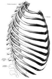 We did not find results for: Rib Cage Human Bones Human Bones Anatomy