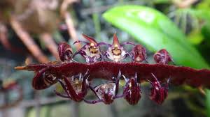 Image result for Bulbophyllum scaberulum