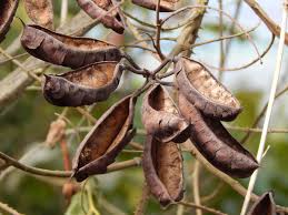 Image result for Caesalpinia decapetala