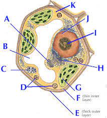 Cell organelle is a specialized entity present inside a particular type of. Bio 11 Cell Organelles Functions Diagram Quizlet