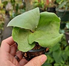 Image result for Platycerium elephantotis