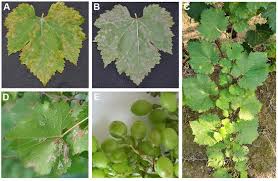 Image result for peronospora grapevine
